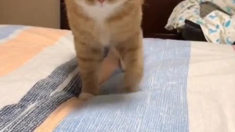Fat Cat-Cute And Funny Cat Videos