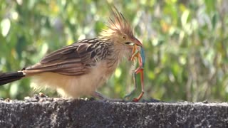 Guira Cuckoo Bird Gets A Frog For Lunch
