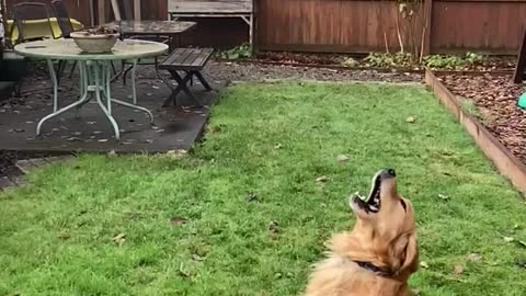 slo-mo of dog almost catching his ball