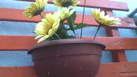 Lindas flores amarelas de plástico no vaso perto da parede [Nature & Animals]
