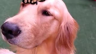 Butterfly Lands On Dog’s Head And Takes His Breath Away