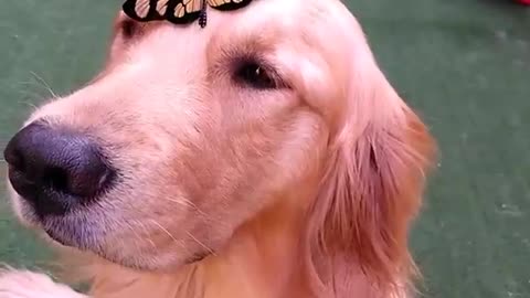 Butterfly Lands On Dog’s Head And Takes His Breath Away