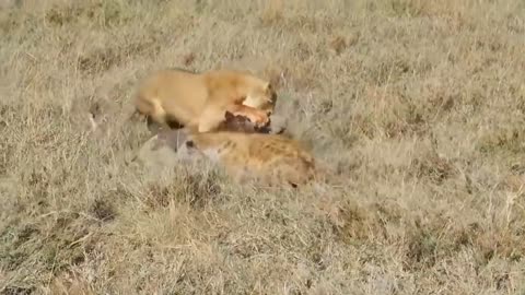 Monkey Rushes To Attack The Lion To Save The Zebra