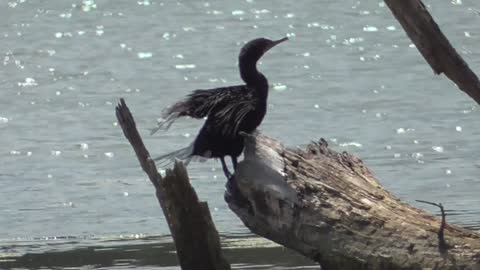 285 Toussaint Wildlife - Oak Harbor Ohio - Cormorant Waiting For A Friend