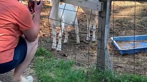 SOMETIMES YOU JUST NEED TO GOAT OUTSIDE!