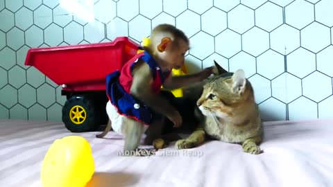 VaVa Monkey has fun playing with cat and car