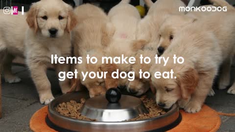 What to do if your dog not eating food or drinking water! tips to loss APPETITE