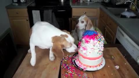 Chef Dog Bakes Cake- Funny Dog Maymo