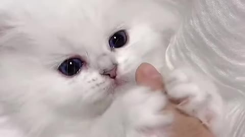 Coll cute cat video 2022
