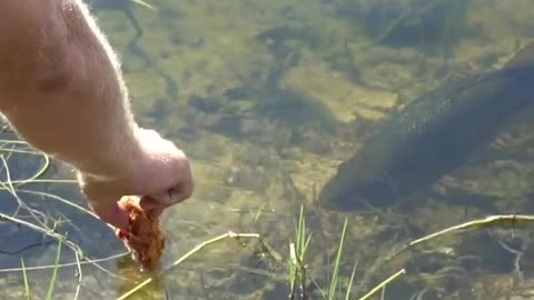 this is feeding time,giving food to the big fish