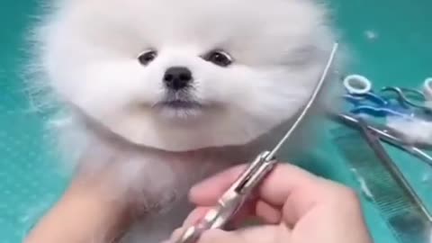 CUTE BABY POMERANIAN DOG GROOMING || Only Expert Can groom Puppy