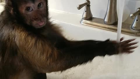 Capuchin monkey takes relaxing bath in the sink