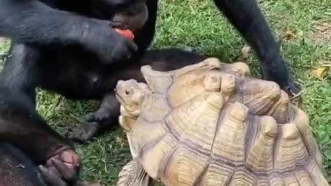 Gorilla shares his food with turtle!wonderfull