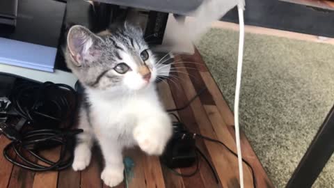 Super cute short legged cat and kitten