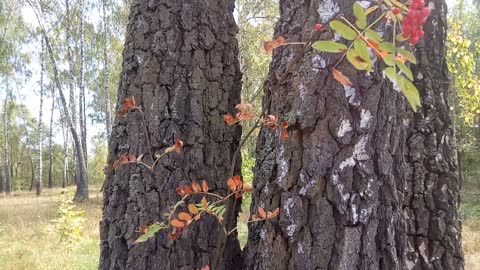 Rowan (sorbus) grows right on a birch