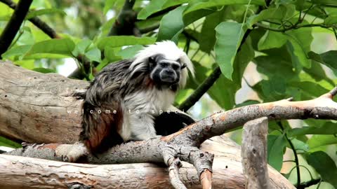 The cotton-top tamarin is a small New World monkey weighing less than 0.5 kg.