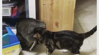 Cat best friends enjoy an adorable playtime session