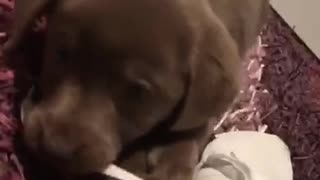 Brown puppy chews on white shoelace