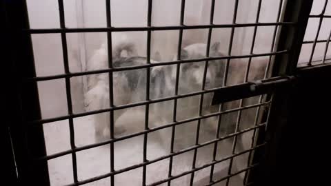 Dangerous dogs in cage
