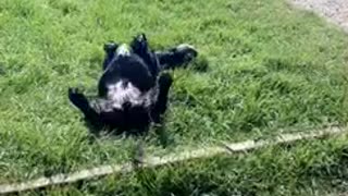 Funny dog wiggles his bottom in celebration of weekend