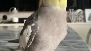The cockatiel bird learns new moves and learns to eat