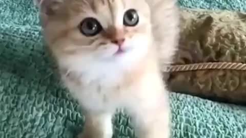Cute bay kitty