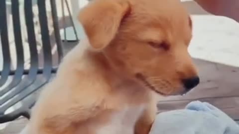 Funny dogs Reaction 😂 #shorts #viral #funny #cute #dog #funnydogs #foryou #fyp