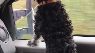 Dog and truck and window
