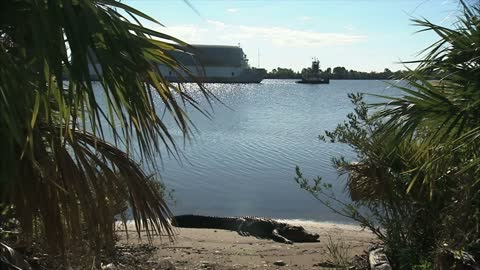 Alligator on Beach and Barge Through Palm Trees