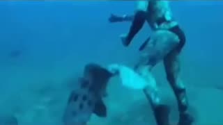 grouper taking fish from diver