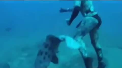 grouper taking fish from diver