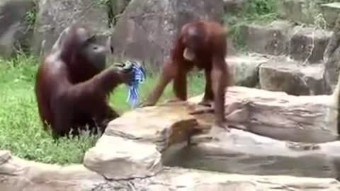 Animals behaving like humans