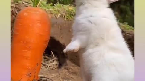 Cute rabbit eating 🥕😍😍😍