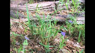 South East Texas Backyard Wildlife Garden 68