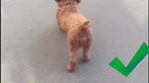 DOG A BEST DANCER FUNNY