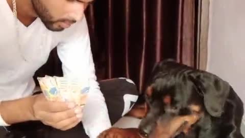 Funny dog play card