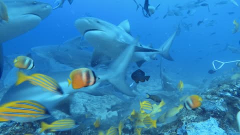 Dozens and dozens of bull sharks come dangerously close to divers