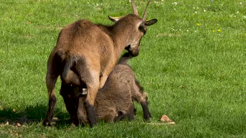 Baby funny goat