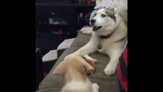 Husky and puppy engage in full blown conversation