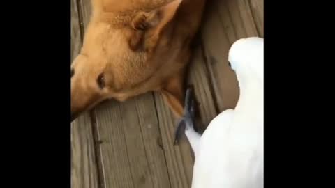 The cockatoo has fun pulling the puppy's ear, his reaction is hilarious