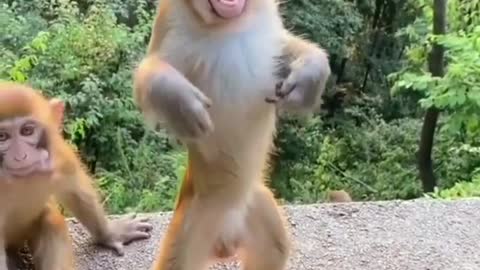 Cute moncky cute animals video cute funny video