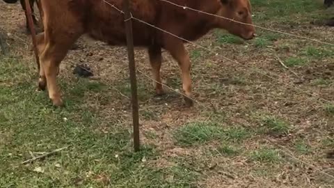 Cow Walks Right Through Barb Wire Fence