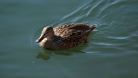 Ducks swimming in pond or lake