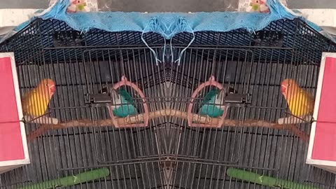 Blue fisher and Latino Pair 🐦🕊️ My love 💖💖 My Love Birds