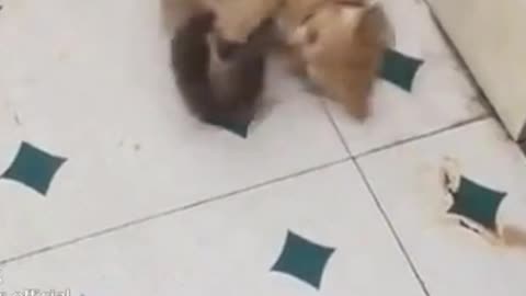 A fierce little cat quarrels with a large mouse