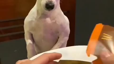 Funny dog with Mcdonalds