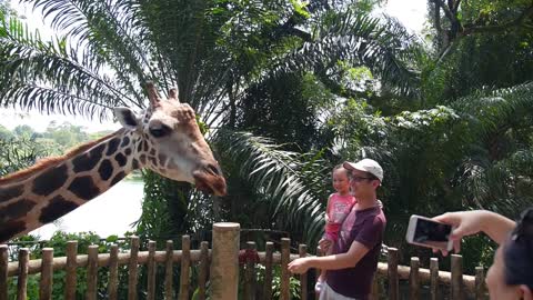 Family Feeding Giraffe with Carrot at Zoo