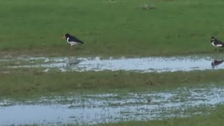 Oystercatchers On A Field In Wales.