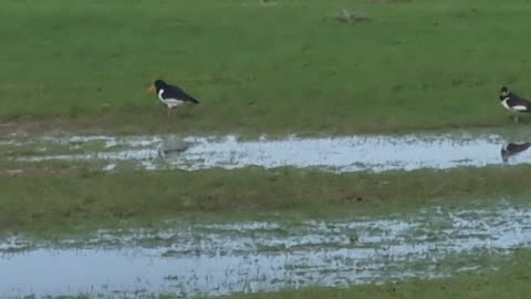 Oystercatchers On A Field In Wales.