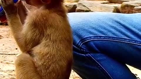 Do you love monkeys? Try to watch this video